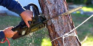 Best Arborist Consultation Services  in Baxter, TN